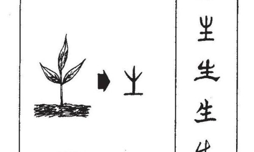 红树胶图片大全大图-红树脂功效网 - 红树木,红树林药用功效